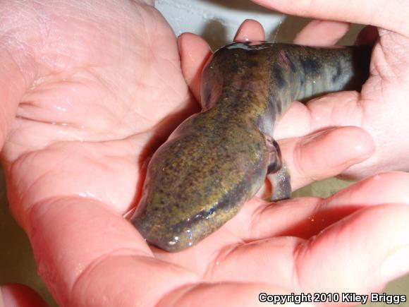 Common Mudpuppy (Necturus maculosus maculosus)