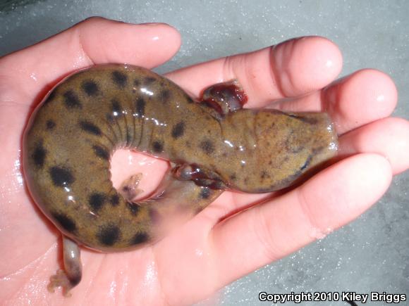 Common Mudpuppy (Necturus maculosus maculosus)