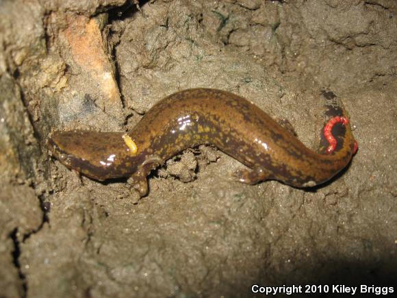 Common Mudpuppy (Necturus maculosus maculosus)