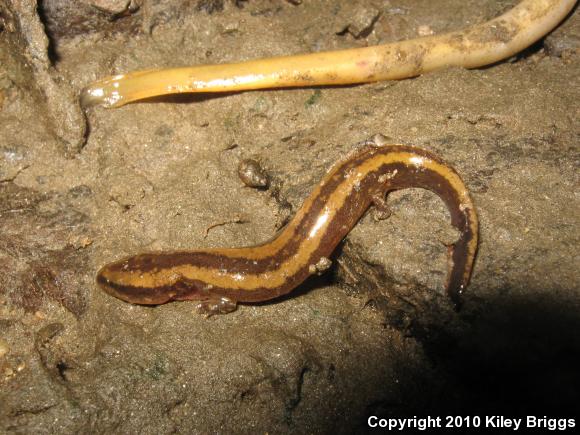 Common Mudpuppy (Necturus maculosus maculosus)