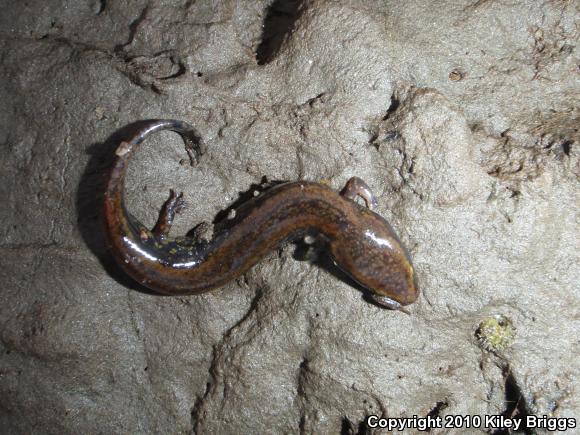 Common Mudpuppy (Necturus maculosus maculosus)