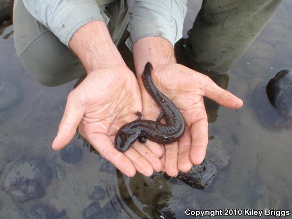 Common Mudpuppy (Necturus maculosus maculosus)