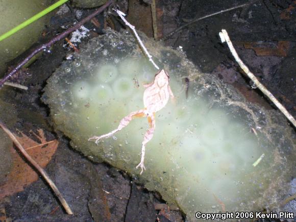 Northern Spring Peeper (Pseudacris crucifer crucifer)