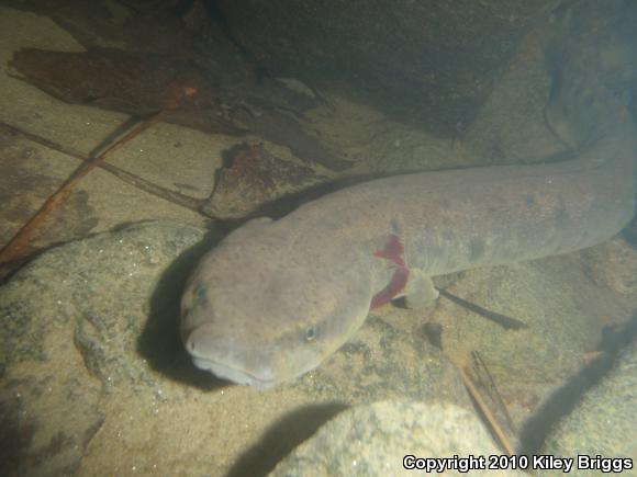 Common Mudpuppy (Necturus maculosus maculosus)