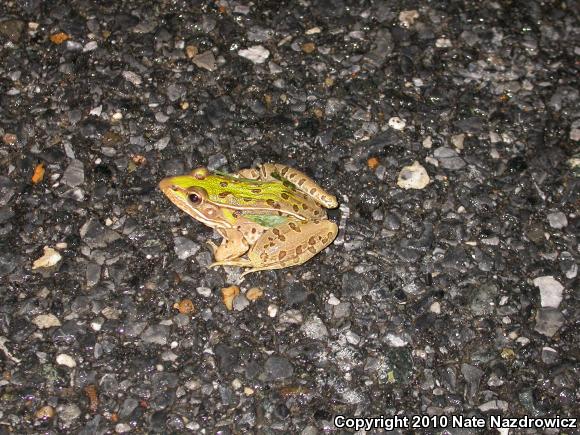 Southern Leopard Frog (Lithobates sphenocephalus utricularius)