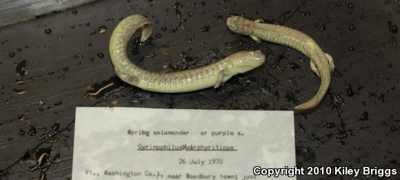 Northern Spring Salamander (Gyrinophilus porphyriticus porphyriticus)