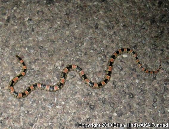 Western Long-nosed Snake (Rhinocheilus lecontei)