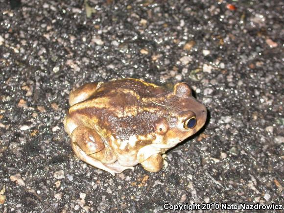 Eastern Spadefoot (Scaphiopus holbrookii)