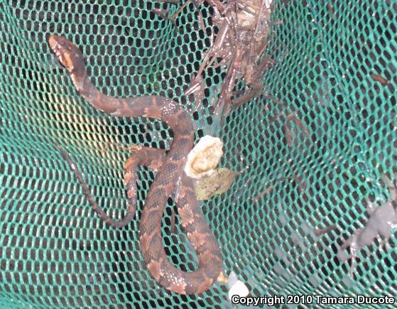 Southern Watersnake (Nerodia fasciata)