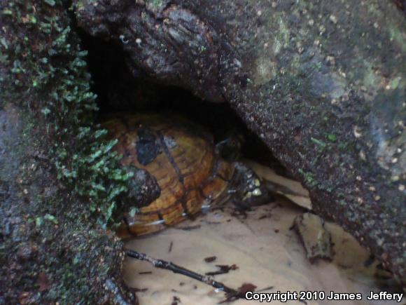 Eastern Box Turtle (Terrapene carolina)