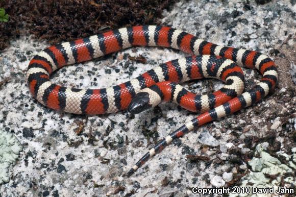 California Mountain Kingsnake (Lampropeltis zonata)