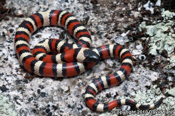 California Mountain Kingsnake (Lampropeltis zonata)