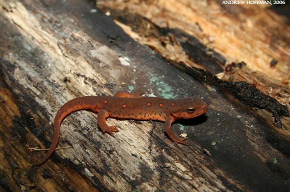 Red-Spotted Newt (Notophthalmus viridescens viridescens)