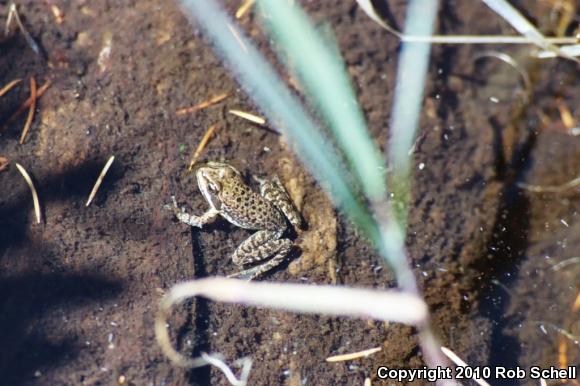 Cascades Frog (Rana cascadae)