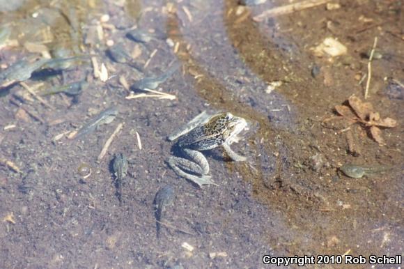 Cascades Frog (Rana cascadae)