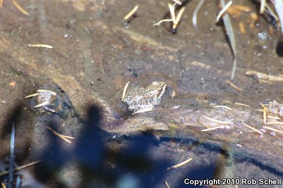 Cascades Frog (Rana cascadae)