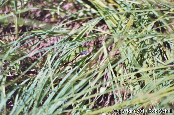 Valley Gartersnake (Thamnophis sirtalis fitchi)