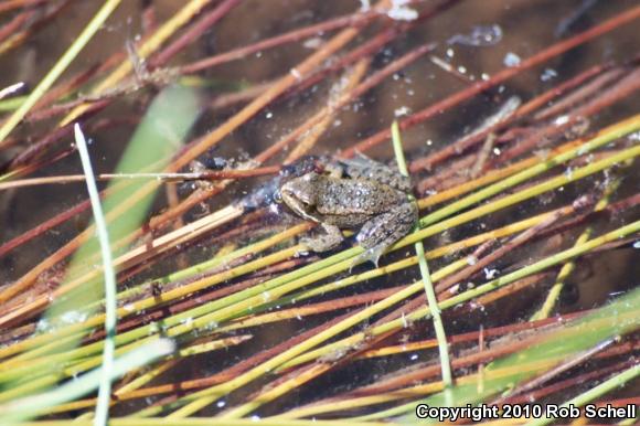 Cascades Frog (Rana cascadae)