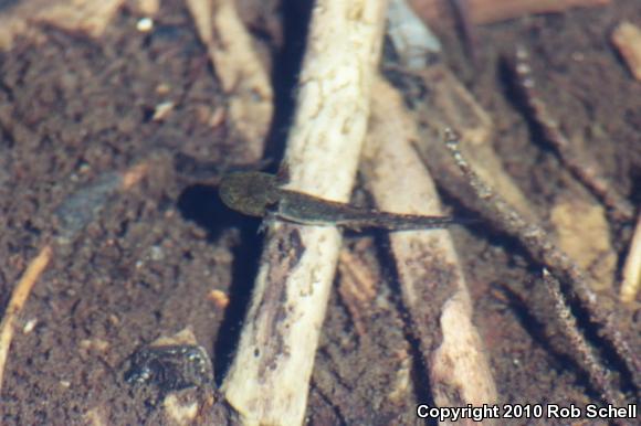 Southern Long-toed Salamander (Ambystoma macrodactylum sigillatum)