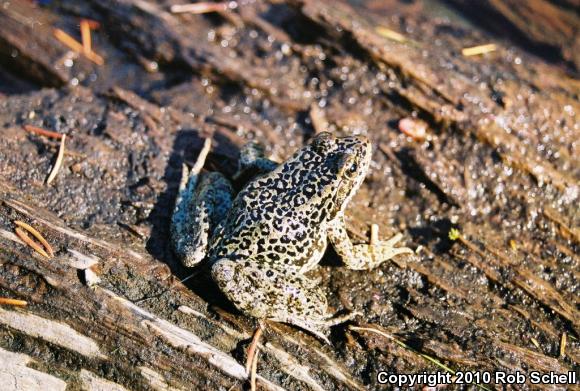 Cascades Frog (Rana cascadae)