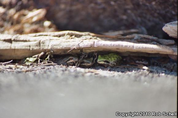 Sierran Treefrog (Pseudacris sierra)