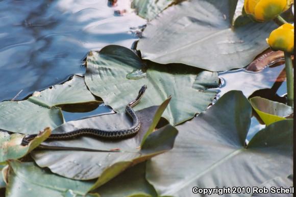 Oregon Gartersnake (Thamnophis atratus hydrophilus)