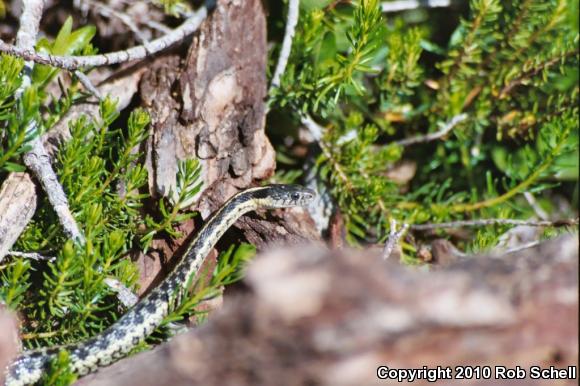 Oregon Gartersnake (Thamnophis atratus hydrophilus)