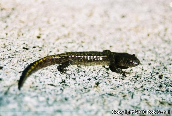 Southern Long-toed Salamander (Ambystoma macrodactylum sigillatum)