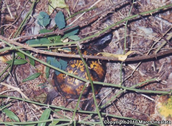 Eastern Box Turtle (Terrapene carolina carolina)