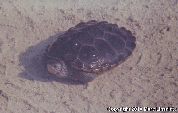 Northern Diamond-backed Terrapin (Malaclemys terrapin terrapin)