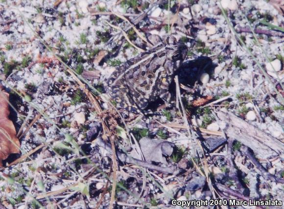 Fowler's Toad (Anaxyrus fowleri)