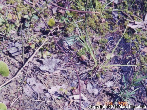 Northern Green Frog (Lithobates clamitans melanota)