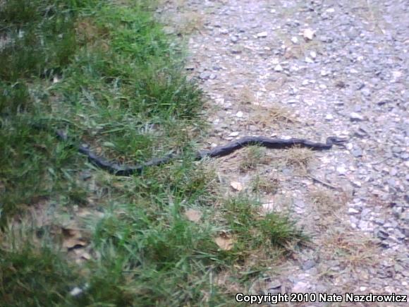 North American Ratsnakes (Pantherophis)