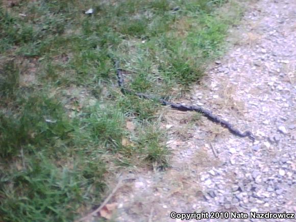 North American Ratsnakes (Pantherophis)