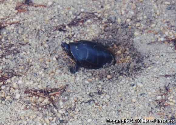 Eastern Painted Turtle (Chrysemys picta picta)