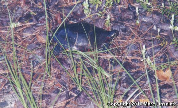 Eastern Painted Turtle (Chrysemys picta picta)