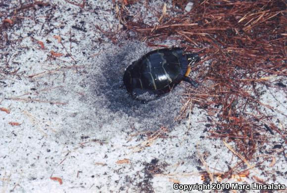 Eastern Painted Turtle (Chrysemys picta picta)