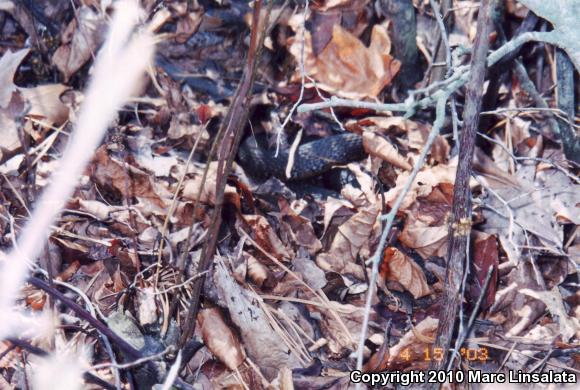 Northern Watersnake (Nerodia sipedon sipedon)