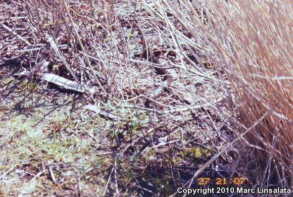 Northern Watersnake (Nerodia sipedon sipedon)