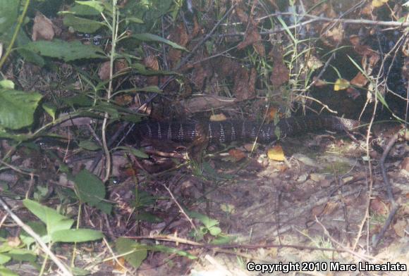 Northern Watersnake (Nerodia sipedon sipedon)