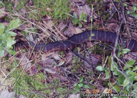 Northern Watersnake (Nerodia sipedon sipedon)