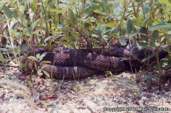 Northern Watersnake (Nerodia sipedon sipedon)