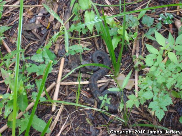 Cottonmouth (Agkistrodon piscivorus)