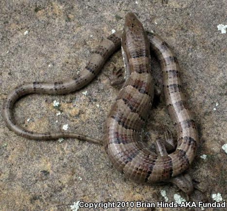 Madrean Alligator Lizard (Elgaria kingii kingii)