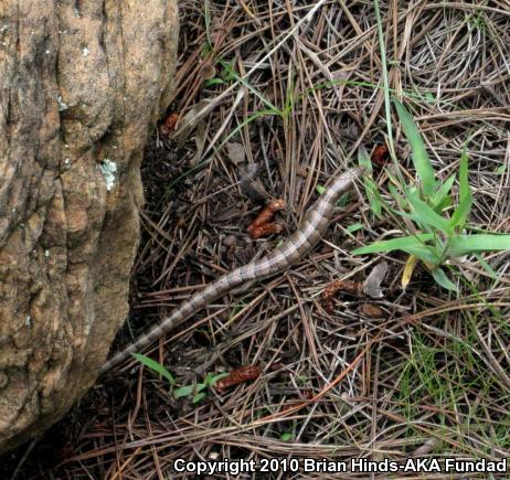 Madrean Alligator Lizard (Elgaria kingii kingii)