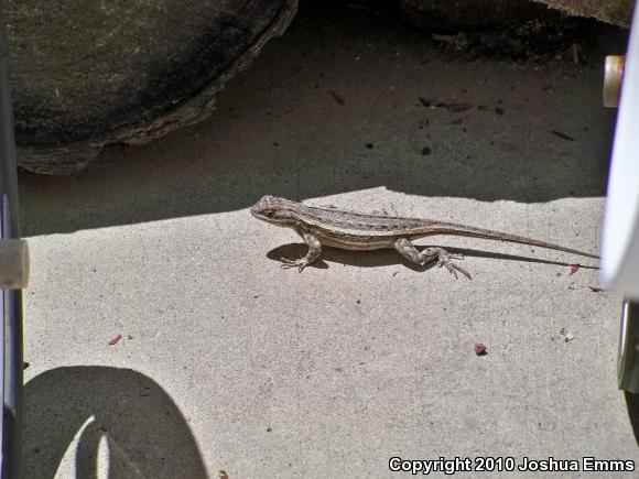 Southwestern Fence Lizard (Sceloporus cowlesi)