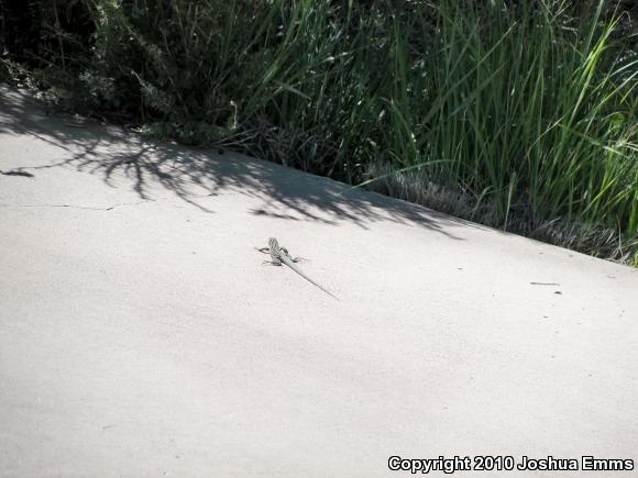 New Mexico Whiptail (Aspidoscelis neomexicana)