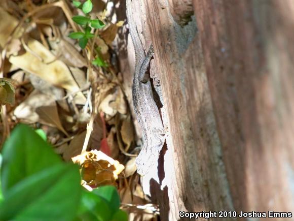 Southwestern Fence Lizard (Sceloporus cowlesi)