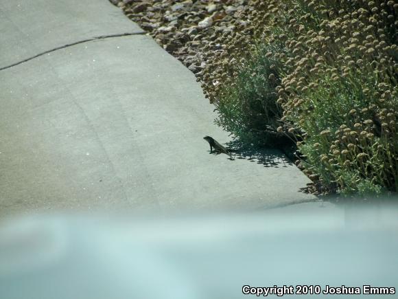 Southwestern Fence Lizard (Sceloporus cowlesi)