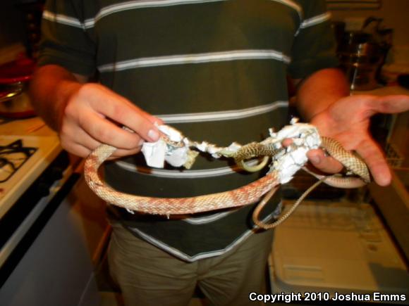 Western Coachwhip (Coluber flagellum testaceus)